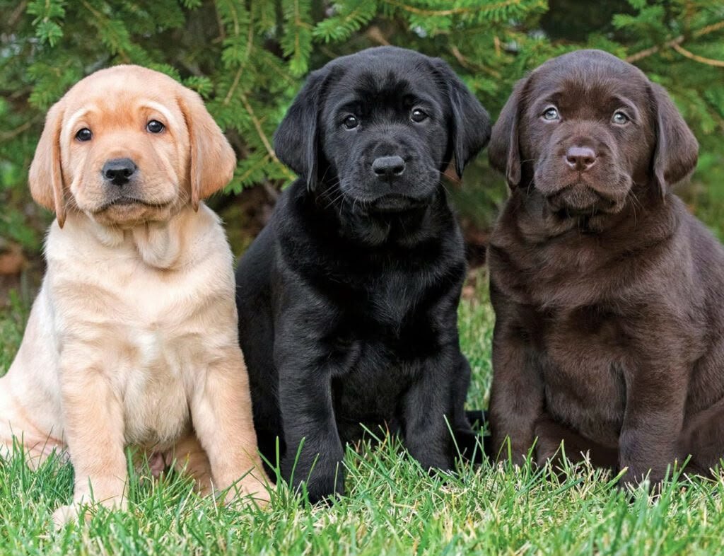 Labrador angle 5